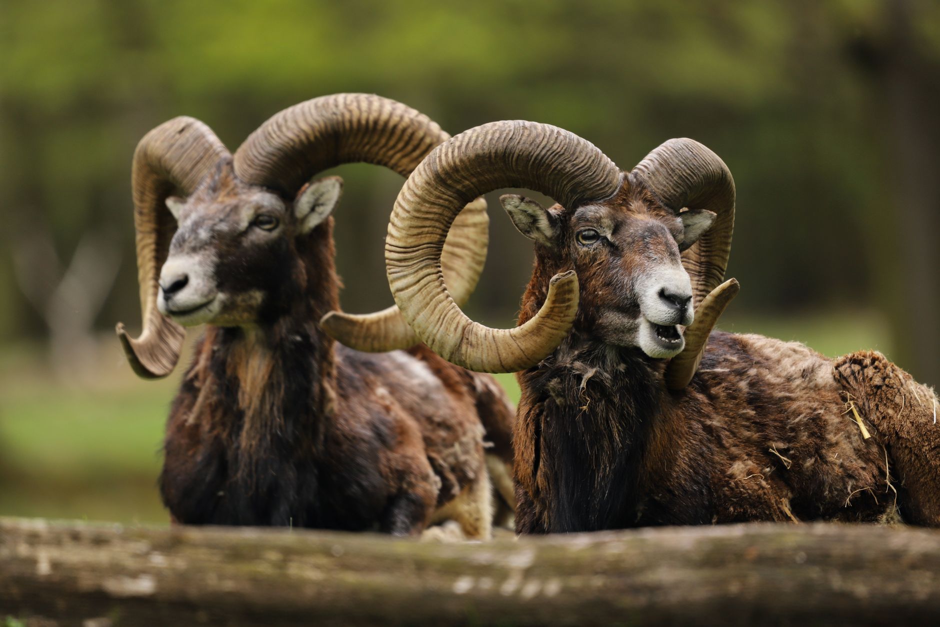 aries ram zodiac