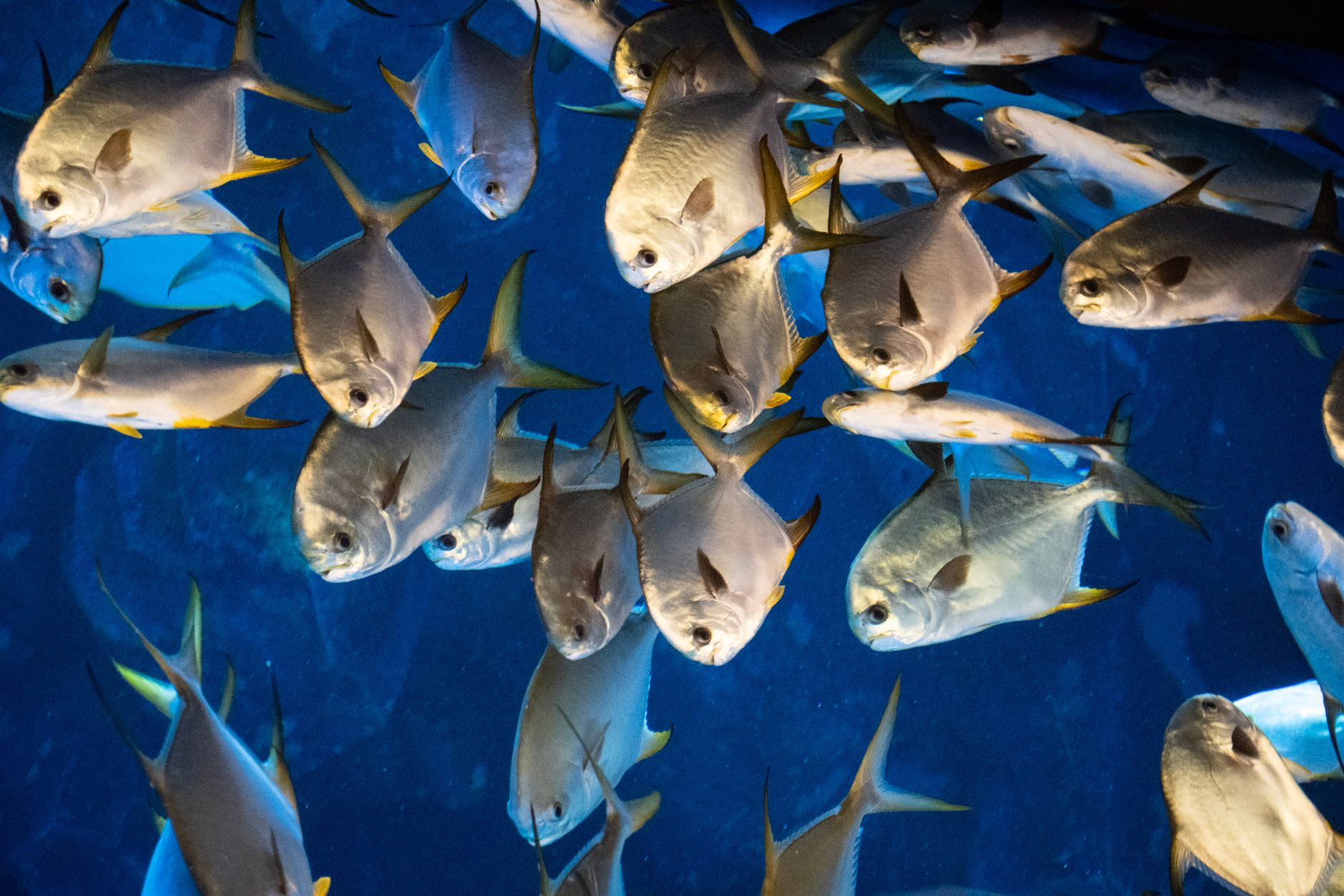 pisces fish zodiac
