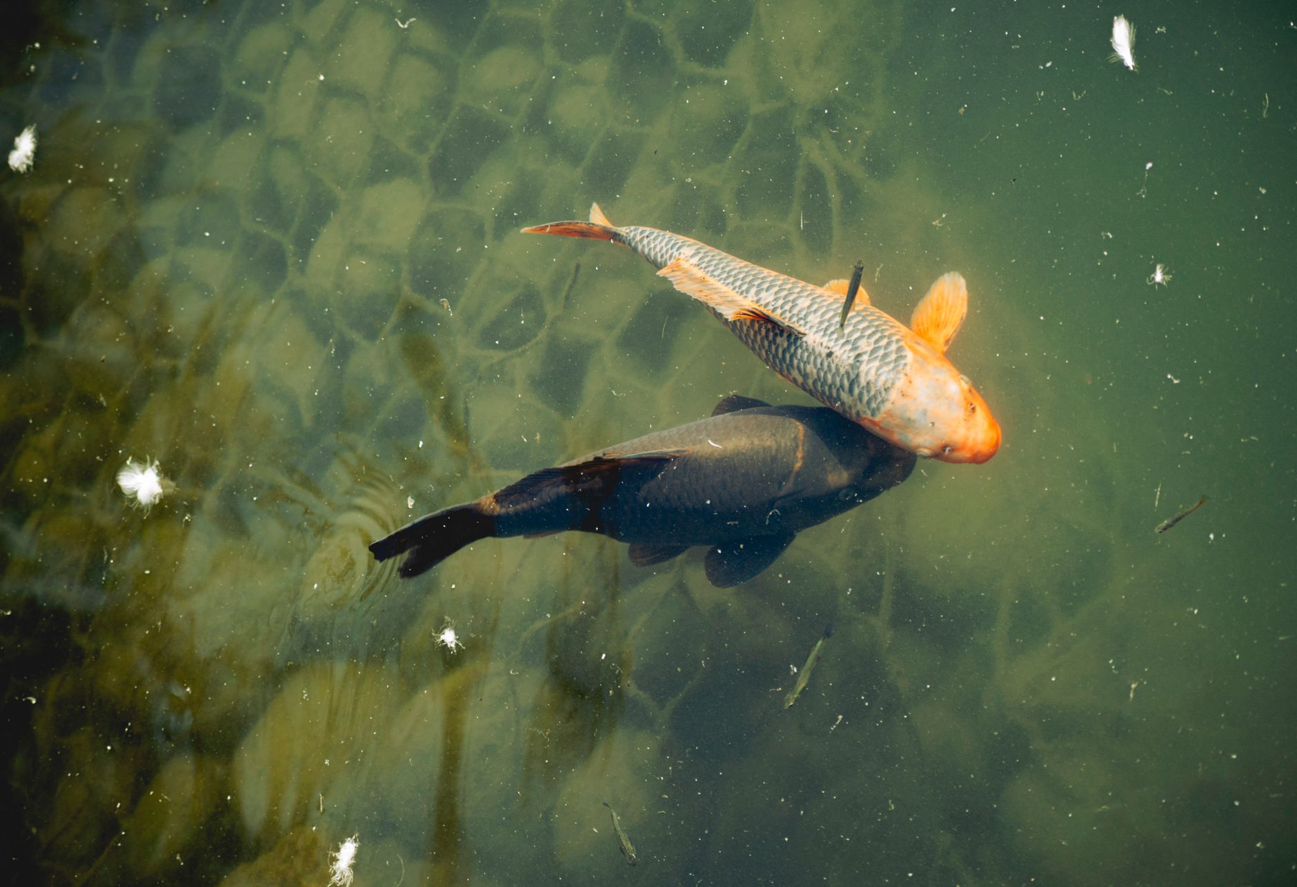 pisces fish zodiac