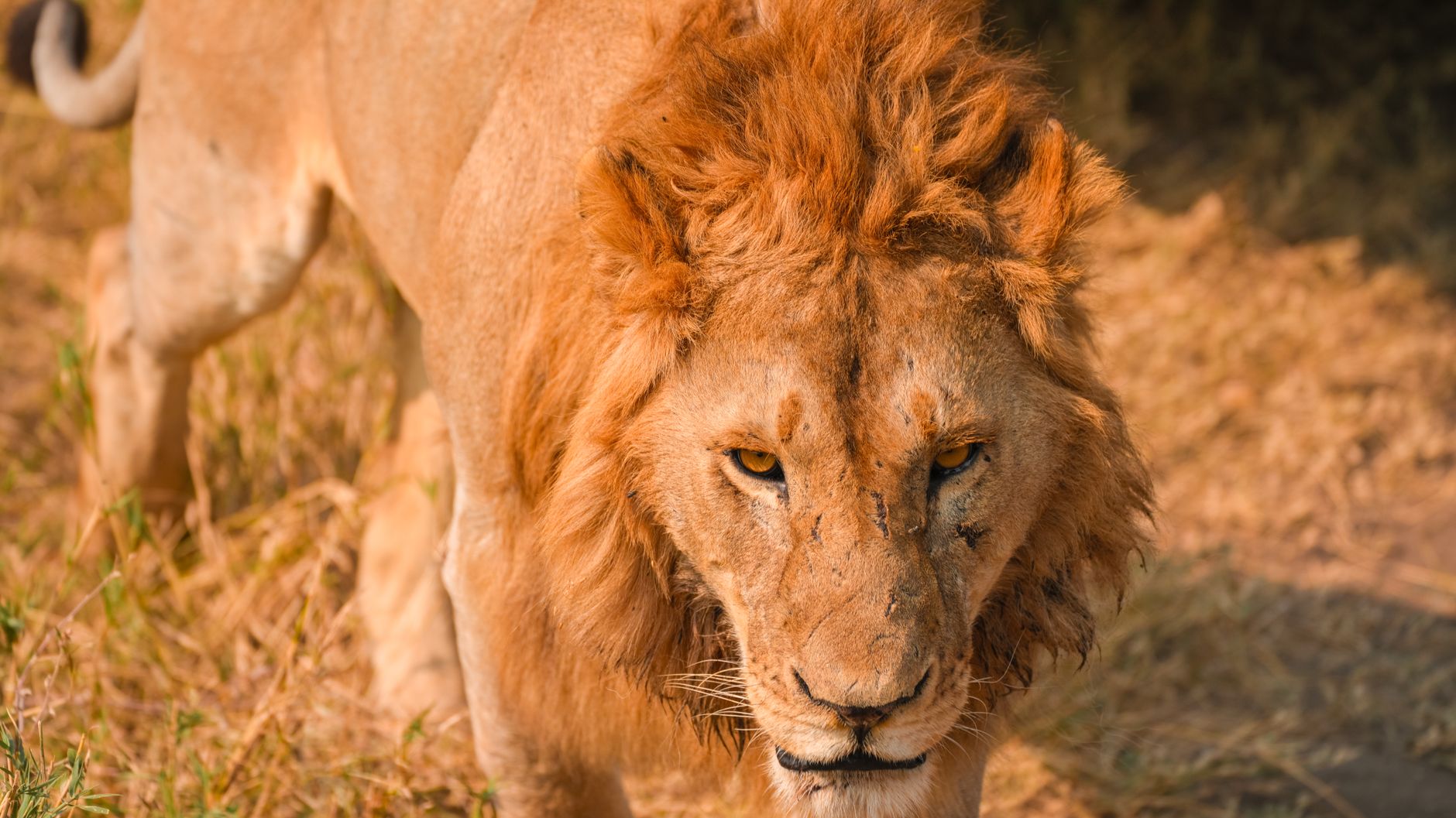 leo lion zodiac